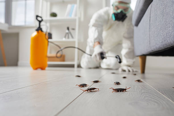 Affordable Termite Control solutions in Rockvale, TN